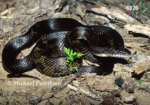 Black Rat Snake (Elaphe obsoleta)